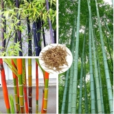 homeagro - Bamboo Plant ( 20 Seeds )