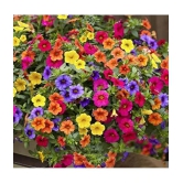 homeagro - Petunia Mixed Flower ( 50 Seeds )