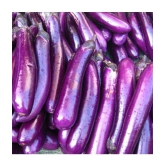 CLASSIC GREEN EARTH - Brinjal Vegetable ( 100 Seeds )