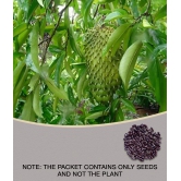 Azalea Gardens Soursop Seeds, Annona muricata, Prickly Custard Apple, Fruit Seeds - 20 seeds