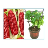 homeagro - Grapes Vegetable ( 20 Seeds )