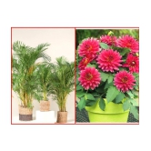 Shivam organic Seeds Combo - Areca palm Plant ( 5 Seeds ) and Dahlia Mixed Flower ( 25 Seeds )