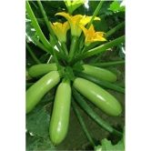 Zucchini High Yielding Hybrid Light Green Long Squash Seeds - Pack of 10 Seeds