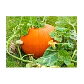 BIG MAX PUMPKIN - ORGANIC - HEIRLOOM VEGETABLE - 10 SEEDS