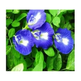 CLASSIC GREEN EARTH - Iphomia Flower ( 50 Seeds )