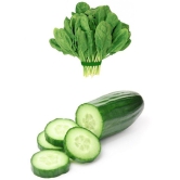 Vegetable seeds palak and cucumber combo pack of 100 Best Quality Premium seeds