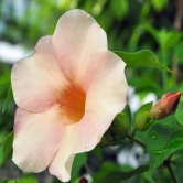 Allamanda Flowers Plant-Pink Colour