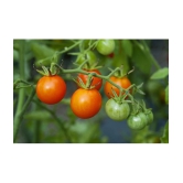 homeagro - Tomato Vegetable ( 100 Seeds )