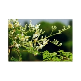 Organic Moringa Drumstick Seeds (Saijan ki Phalli, Saragavo) | pack of 15 seeds