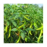 homeagro - Chilli Vegetable ( 50 Seeds )