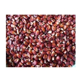 Hybrid Red Corn (maize) Traditional seed ( pack of 50 seeds)