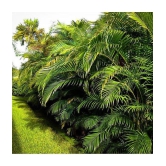 CLASSIC GREEN EARTH - Areca palm Grass ( 15 Seeds )