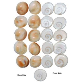 RUDRAS NATURAL GOMTI CHAKRA - 21 PIECES