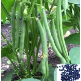 homeagro French Beans vegetables hybrid seeds | p