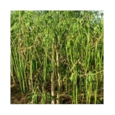 Dwarf Hybrid Drumstick Moringa Oleifera Short Dwarf Variety Vegetable Seeds Pack Of 15 Seeds