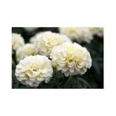 AGREY FRENCH WHITE MARIGOLD 30 SEEDS ( PACK OF 2)