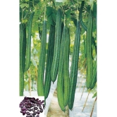 HN organic seed Ridge Gourd (Toree) Vegetable ( 20 Seeds )