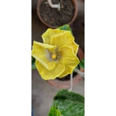 Austrelian Hibiscus Plant For Home Gardening