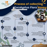 ONE BEE ORGANIC Honey | Eucalyptus Honey/Nilgiri Flora Honey/Nilgiri Nu Madh | Natural Flora Honey - 280 GM.