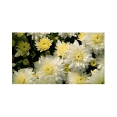 Chrysanthemum Opera White Mix German Breed 30+ Seeds with growing cocopeat