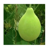 Bottle gourd round pack of 15seeds