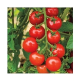 Recron Seeds Red Cherry Tomato Vegetable Seeds Pack Of 50 Seeds