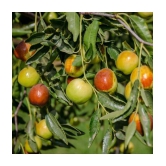 Ber Thailand variety fruit known as the Indian jujube 10 seeds Grafted