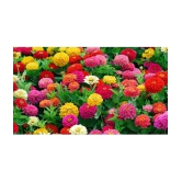 HN organic seed - Zinnia Mixed Flower ( 20 Seeds )