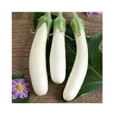 White Long Brinjal (Bengan) Eggplant Hybrid - 50 Seeds