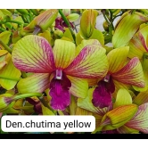 Dendrobium Chutima Yellow