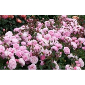 Climbing Rose Plant For Gardening