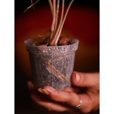 L-Size Recycled Transparent Aroid Pot 4 inch Height 4.5 inch Width-Set of 30   -  1150