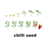 hybrid Green Chilli Seeds | Pack of 50 seeds + cocopeat soil free