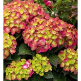 Hybrid Hydrangea Plant For Gardening