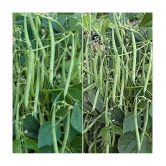 French bean 30 seeds high germination seeds with instruction manual