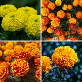 Marigold Mixed Color Flower Seeds