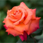 Hybrid Grafted Orange Colour Rose Plant