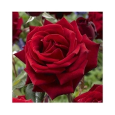 siya rose flower hybrid seeds