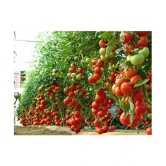 F1 Hybrid Tomato Seeds , high yielding variety, For All Season pack of 250 seeds