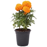 Genda Phool narangi marigold orange pack of 50 seeds