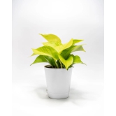 NSC Golden Pothos (Money Plant)