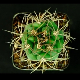 Gymnocalycium Saglionis Cactus Seeds