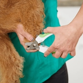 Andis Nail Clipper for Dogs WhiteLime Green-10 Inch