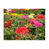 PORTULACA FLOWER MIX COLOR 100 SEEDS PACK FLOWER PLANT SEEDS WITH FREE GIFT COCO PEAT AND USER MANUAL FOR HOME GARDENING