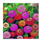 homeagro - Zinnia Mixed Flower ( 20 Seeds )