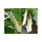 White Long Brinjal (Bengan) Eggplant Hybrid - 50 Seeds