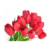 Nema Red Tulip Seeds - 10 Pcs