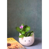 Kitty Planter