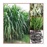 super napier grass pack of 500 seeds WITH USE MANUAL FOR OUTDOOR GARDENING USE ( USED IN ANIMAL FOOD)