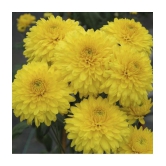 chrysanthemum yellow 30 seeds pack with free cocopeat and user manual